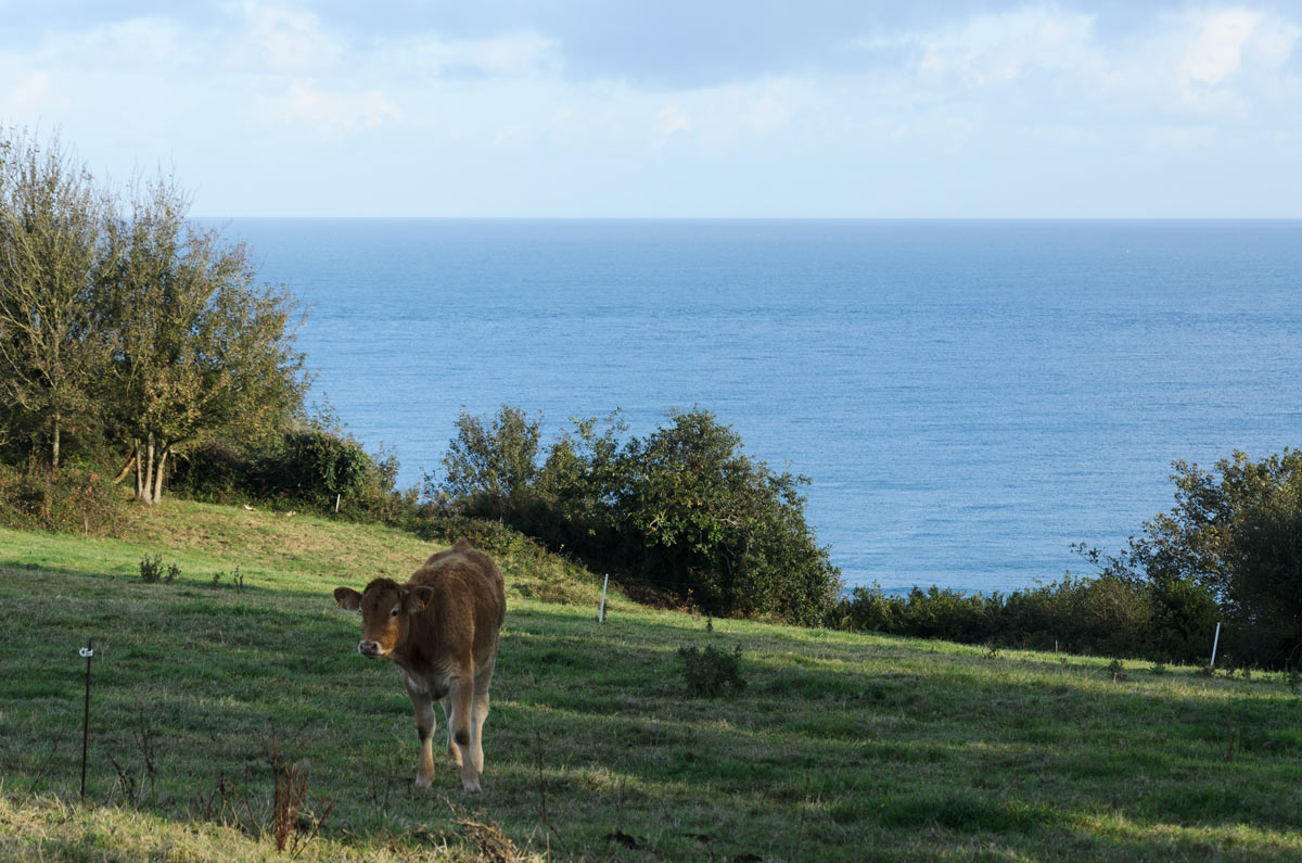 Élevage bovin à Plougasnou