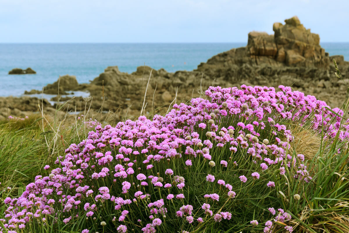 Arméries maritimes sur la pointe de Primel